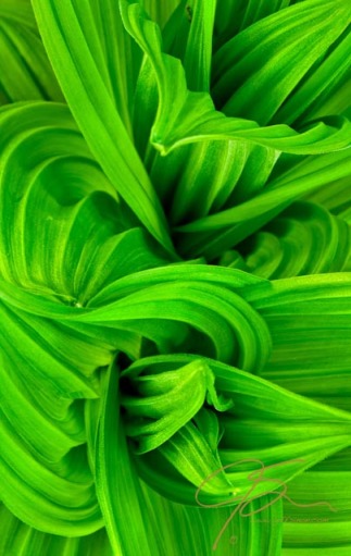 Abstract close-up of the false hellebore plant.