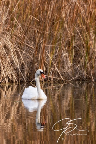 A lone mute swan sits motionless on the still surface of the water, with a wall of brown reeds as a backdrop.